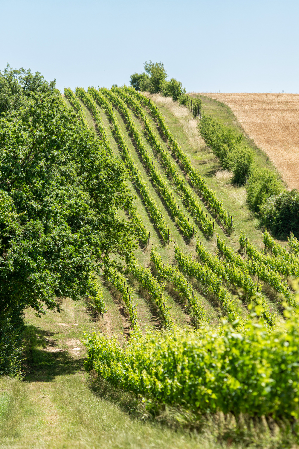 Les vignes dans un champs pris en photo pour le domaine agricole