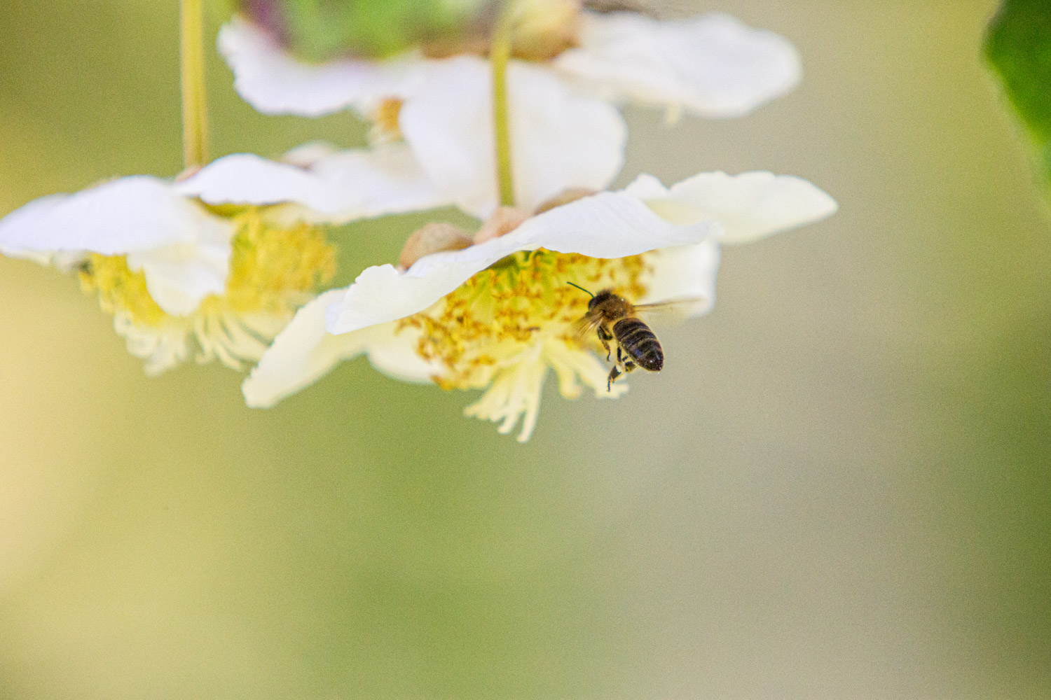Une  abeille pollinise une fleur de kiwi. Reportage photo pour le kiwi français.
