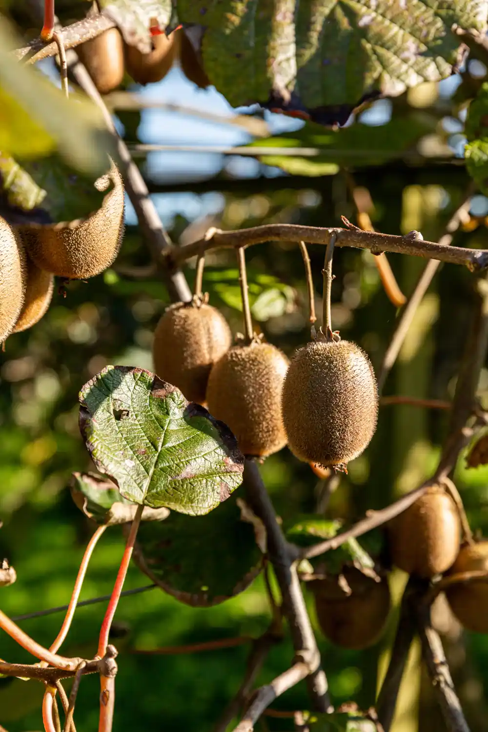 Kiwis sur un arbre. Reportage agricole en France